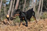 JAGDTERRIER ALLEMAND 108